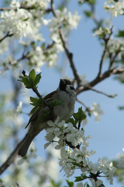 spring white bloom