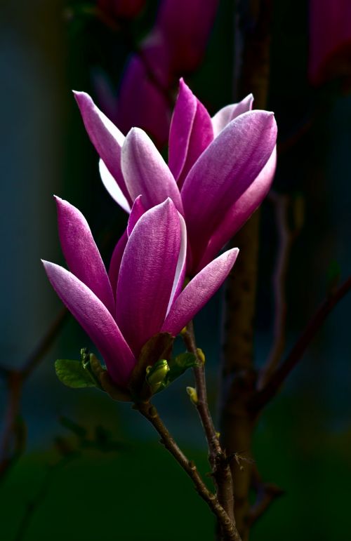 magnolia beautiful flowers