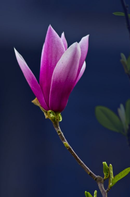 magnolia beautiful flowers