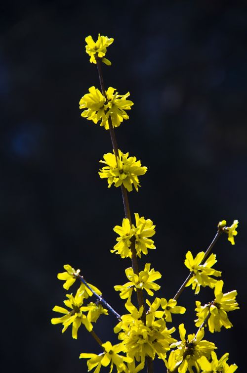 forsythia bush spring beautiful