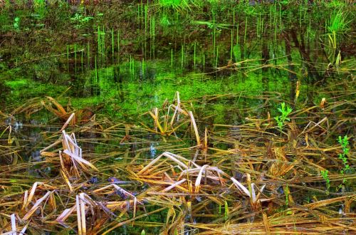 spring reed swamp