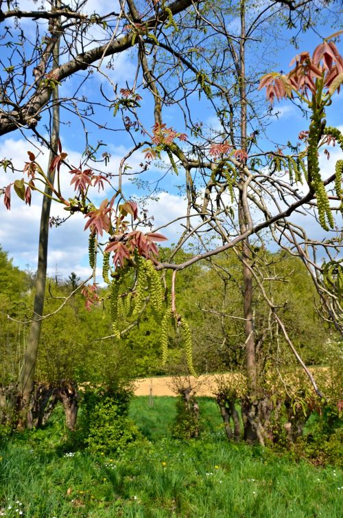 spring meadow bush