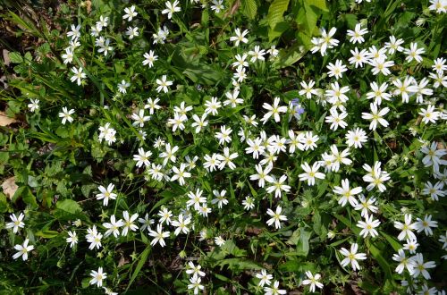 larger-star premiere spring flowers