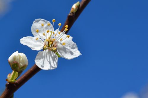 spring blossom flower