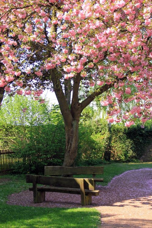 spring bank tree
