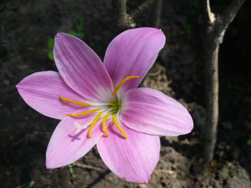 spring purple flower yellow pistils