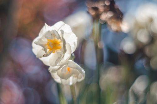 spring flower daffodil