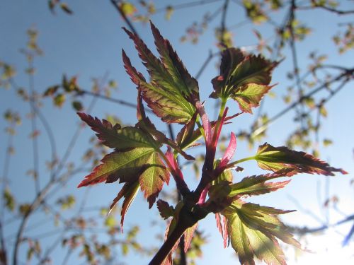 spring japanese maple foliage
