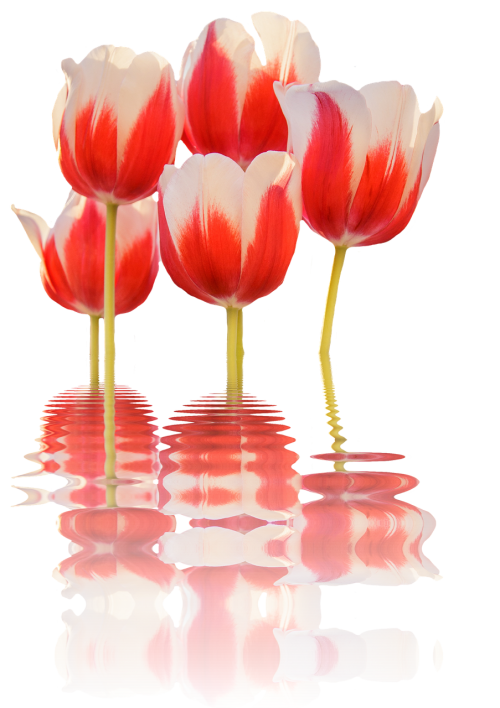 spring tulips mirroring