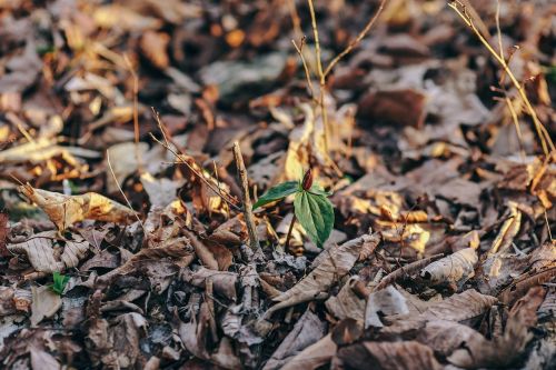 spring plant woods