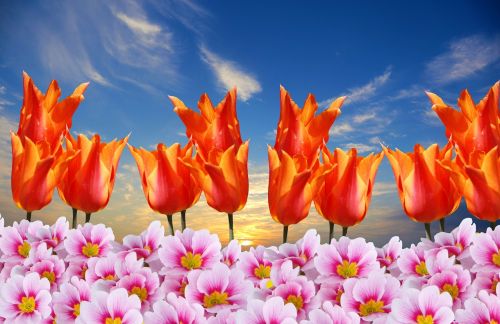 spring tulips primroses