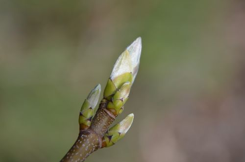 spring branch bud