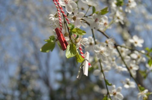 spring spring flowers flowers