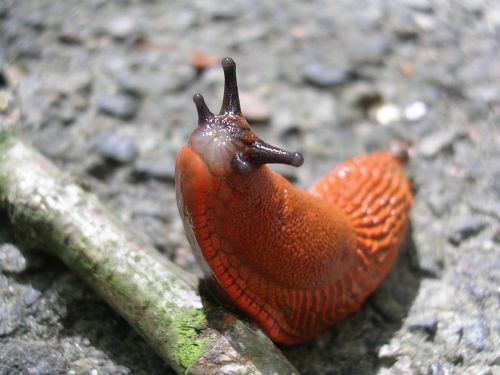 spring slug snail
