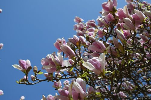 spring tulip tree flower