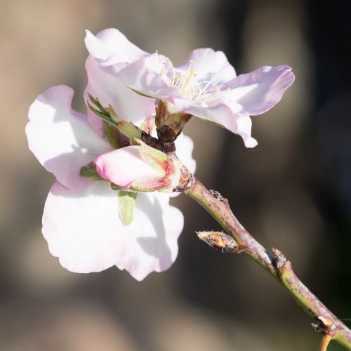 spring almond blossom spring awakening