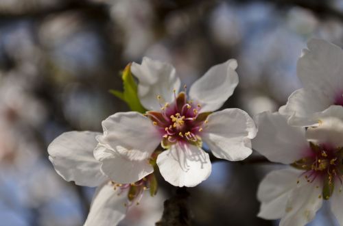 spring nature season