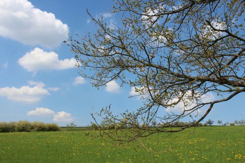 spring oak tree