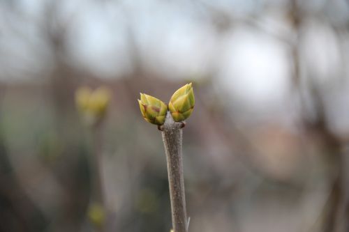 spring bud shoots