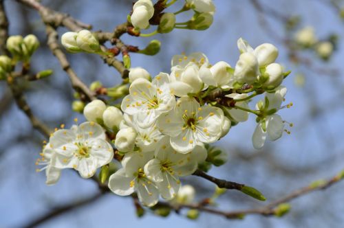 spring apple blossom branch