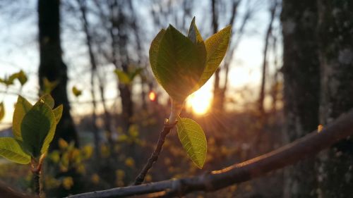 spring leaves sun