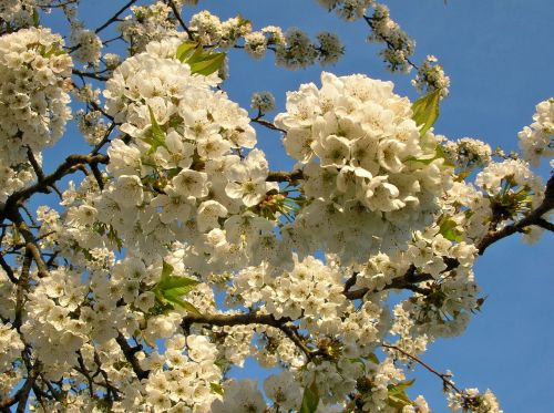 spring flower cherry