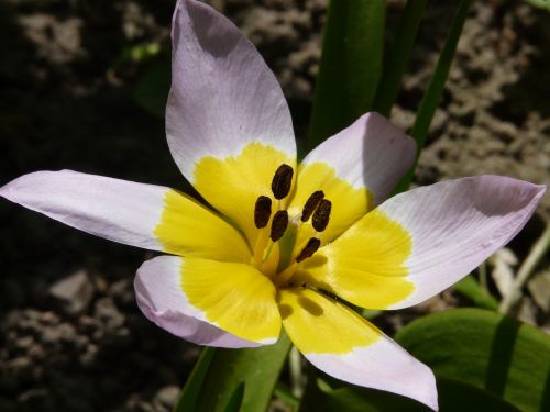 spring nature blossom