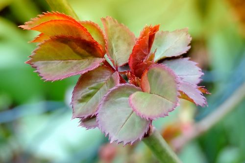 spring leaf sprouting rose petals