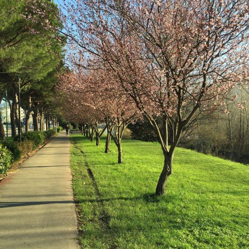 spring trees walk