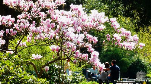 spring magnolia flowers