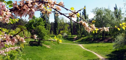 spring nature trees