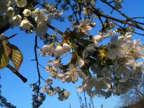 spring cherry blossom