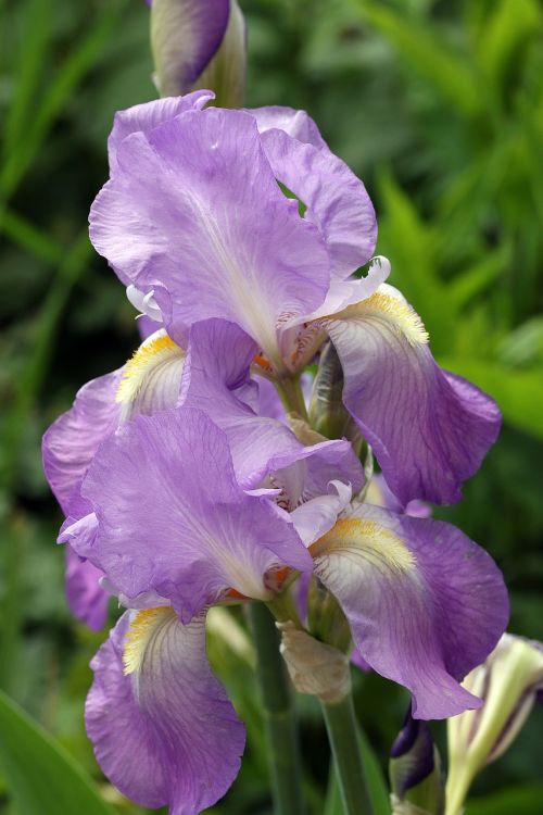 spring iris purple flower