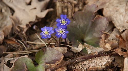 spring blue violet