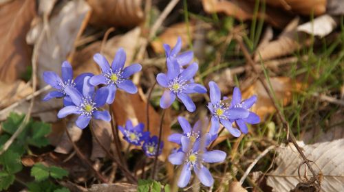 spring blue violet