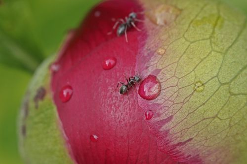 spring ant peony