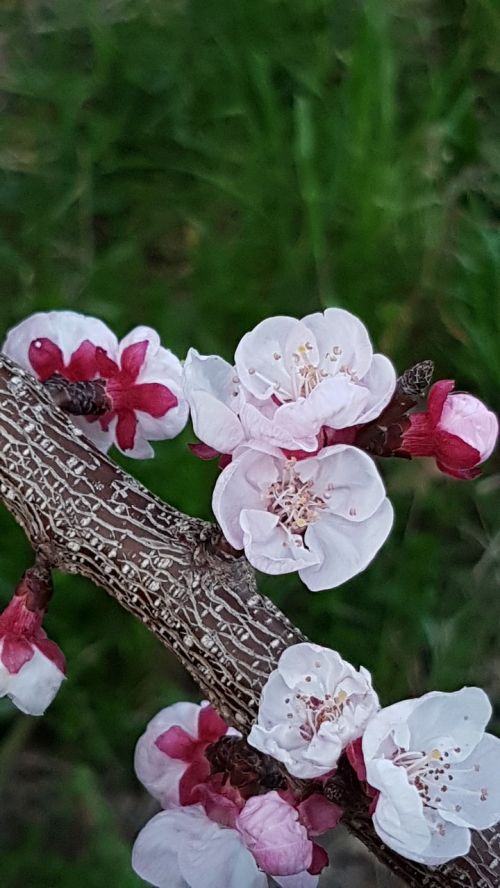 spring flowers apricot-tree