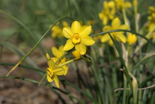 spring flowers daffodil