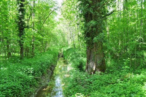 spring nature forest