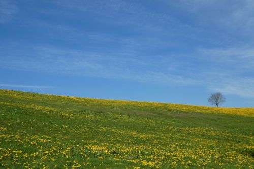 spring summer meadow