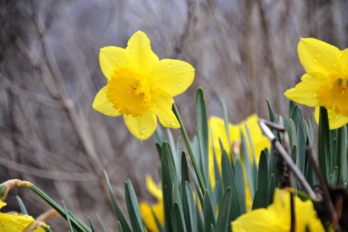 spring springtime daffodil