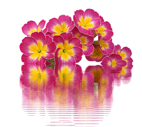 spring primroses plant