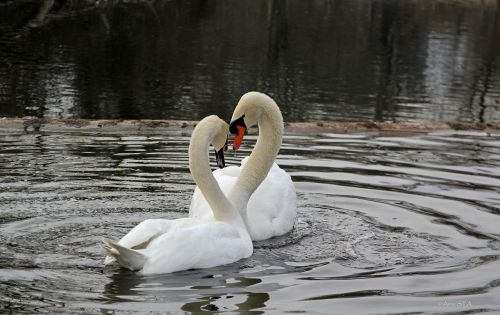 spring swans nature