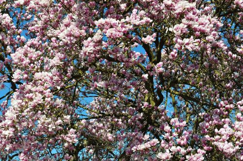 spring blossom bloom