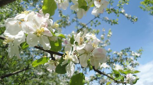 spring nature tree