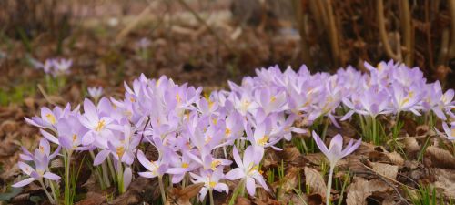 spring crocus purple