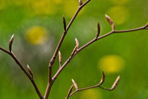 spring buds green