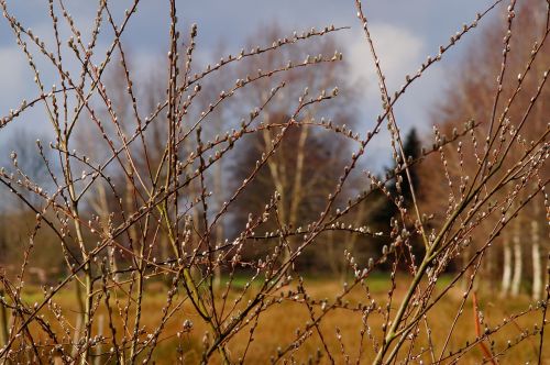 spring willow catkin pasture