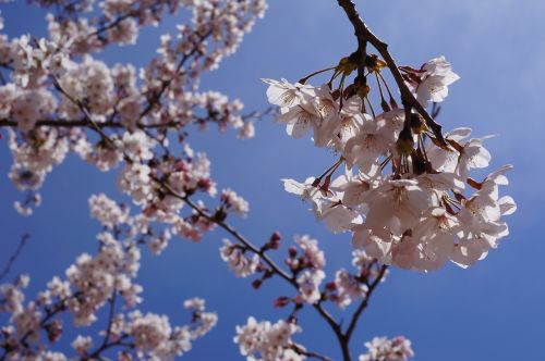 spring cherry blossom flowers