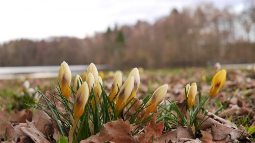 spring lake nature